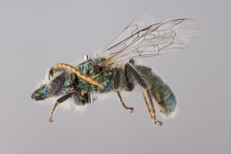 [Caenohalictus male (lateral/side view) thumbnail]